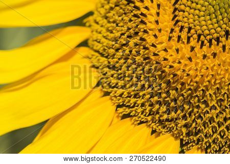 Sunflower Field, Trakya / Turkey. Nature Agriculture View.
