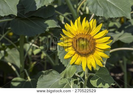 Sunflower Field, Trakya / Turkey. Nature Agriculture View.