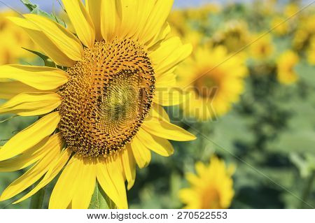 Sunflower Field, Trakya / Turkey. Nature Agriculture View.