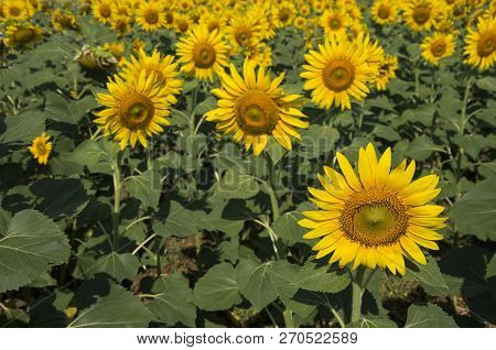 Sunflower Field, Trakya / Turkey. Nature Agriculture View.