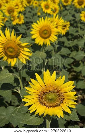 Sunflower Field, Trakya / Turkey. Nature Agriculture View.