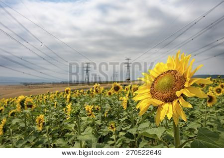 Sunflower Field, Trakya / Turkey. Nature Agriculture View.