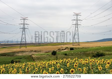 Sunflower Field, Trakya / Turkey. Nature Agriculture View.