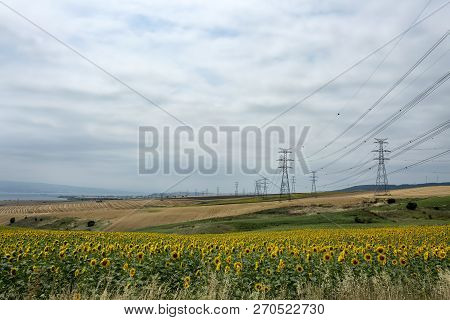 Sunflower Field, Trakya / Turkey. Nature Agriculture View.