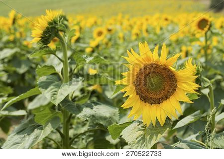 Sunflower Field, Trakya / Turkey. Nature Agriculture View.