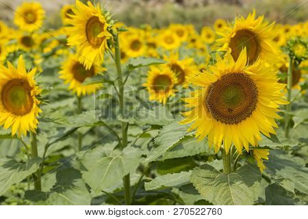 Sunflower Field, Trakya / Turkey. Nature Agriculture View.