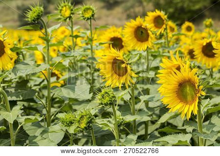 Sunflower Field, Trakya / Turkey. Nature Agriculture View.