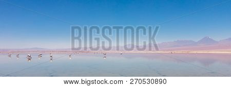 Laguna Chaxa, Atacama Desert, Chile. South America.