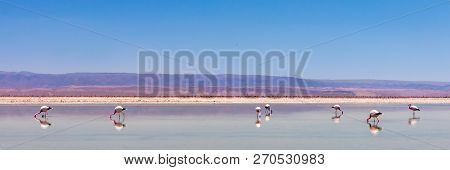 Laguna Chaxa, Atacama Desert, Chile. South America.