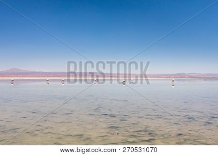 Laguna Chaxa, Atacama Desert, Chile. South America.