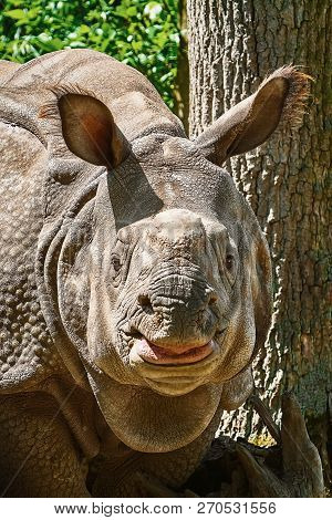 Rhinoceros (diceros Bicornis). Rhinoceros Family Are Some Of The Largest Remaining Megafauna.