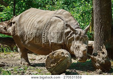 Rhinoceros (diceros Bicornis). Rhinoceros Family Are Some Of The Largest Remaining Megafauna.