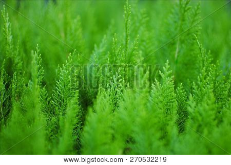 Thuja Small Coniferous Ornamental Plant Green Background, Focus Close-up Shallow Depth Of Field