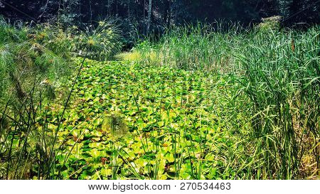 Overgrowing Aquatic Weeds In And Around A Pond In A Natural Environment Represents An Ecological Pro