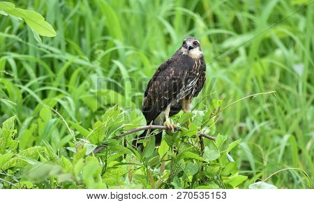 Immature Common Black Hawk (buteogallus Anthracinus) In Panama, Bird Of Prey In His Native Habitat O