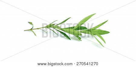 Tarragon Fresh  An Isolated On A White Background