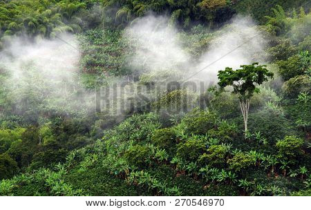 Misty landscape in Buenavista, Quindio, Colombia, South America