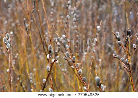 Willow Branch With Catkins Fur Gemma Goat
