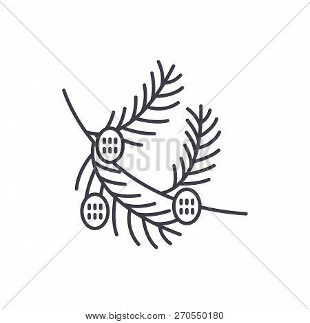 Fir Tree Branch With Cones Line Icon Concept. Fir Tree Branch With Cones Vector Linear Illustration,