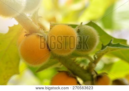Fresh Eggplant Hairy Fruit On Plant / Solanum Ferox Or Hairy Fruited Eggplant Yellow On Tree Nature 
