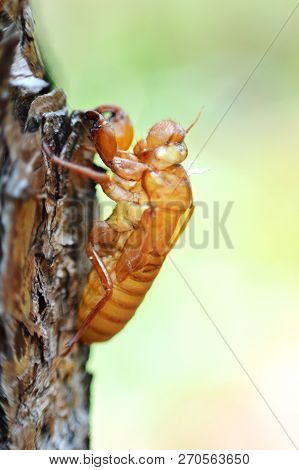 Cicada Molt On Bark / Insect Of Cicada Molt On The Tree In Nature Blur Background Selective Focus