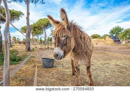 Domestic Donkey With Great Shaggy Hair On A Farm