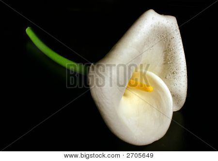 Calla Lily