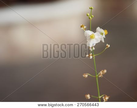 Space For Write Jasminoides Gerdenia Crape Jasmine  White Flower Beautiful In Nature