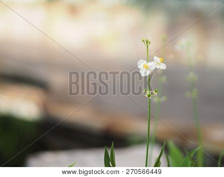 Space For Write Jasminoides Gerdenia Crape Jasmine  White Flower Beautiful In Nature