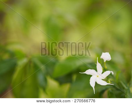 Space For Write Jasminoides Gerdenia Crape Jasmine  White Flower Beautiful In Nature