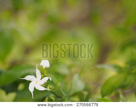 Space For Write Jasminoides Gerdenia Crape Jasmine  White Flower Beautiful In Nature