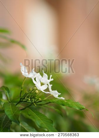 Space For Write Jasminoides Gerdenia Crape Jasmine  White Flower Beautiful In Nature