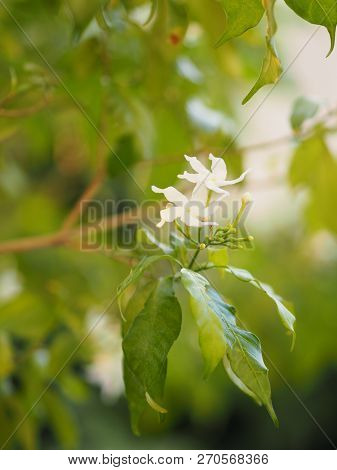 Closeup Jasminoides Gerdenia Crape Jasmine White Flower Beautiful In Nature