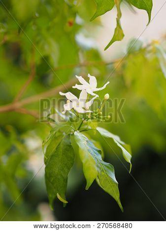 Closeup Jasminoides Gerdenia Crape Jasmine White Flower Beautiful In Nature