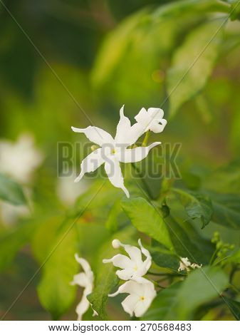 Closeup Jasminoides Gerdenia Crape Jasmine White Flower Beautiful In Nature