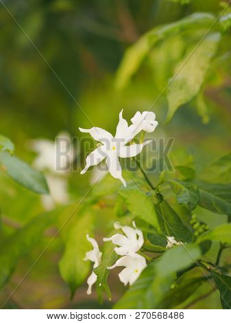 Closeup Jasminoides Gerdenia Crape Jasmine White Flower Beautiful In Nature