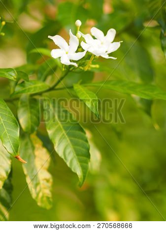 Closeup Jasminoides Gerdenia Crape Jasmine White Flower Beautiful In Nature