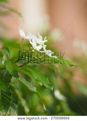Closeup Jasminoides Gerdenia Crape Jasmine White Flower Beautiful In Nature
