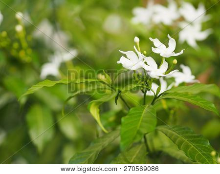 Closeup Jasminoides Gerdenia Crape Jasmine White Flower Beautiful In Nature