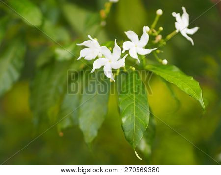 Closeup Jasminoides Gerdenia Crape Jasmine White Flower Beautiful In Nature