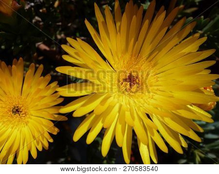 Yellow Flowers Details Of Common Dandelion. Taraxacum Officinale, The Common Dandelion -often Simply