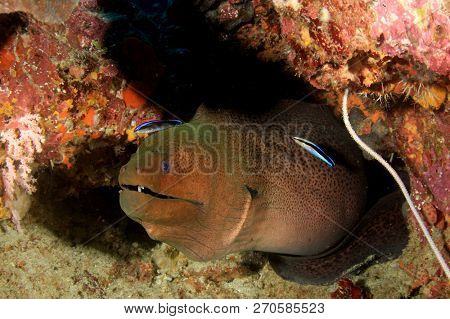 Giant Moray Eel