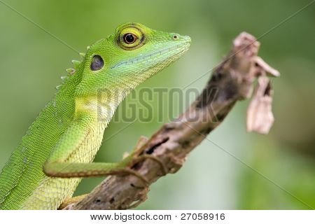 จิ้งจกน่าพิศวง และสวยงามที่พบในการ wastelan ใกล้ปีนัง มาเลเซีย  ครอบครัว: Agamidae