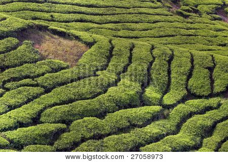 słynny krajobraz z herbaty plantacji, Cameron Highlands, Malezja.