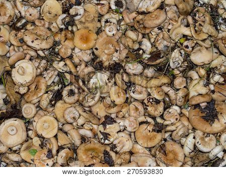 Freshly Collected Mushrooms In Large Quantities Flooded With Water In The Bathroom