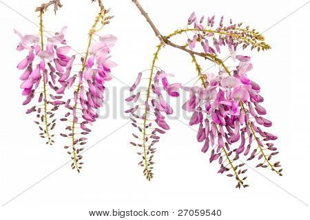 Rosa Glyzinien Blumen Bank isolated on white background