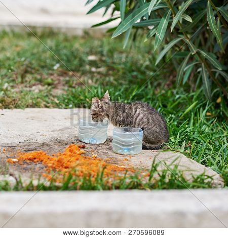 Vargant Hungry Kitten Drinking Water In Street.