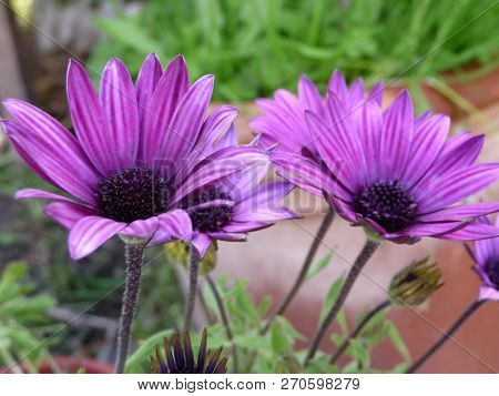 Buenos Aires, Argentina. Some Violet Flowers Close-up