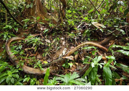 lianas emaranhadas e videiras de selva na floresta de sumatra, Indonésia