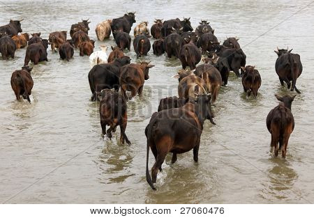 Buffalo river crossing mandria nel parco nazionale di Chitwan, Nepal
